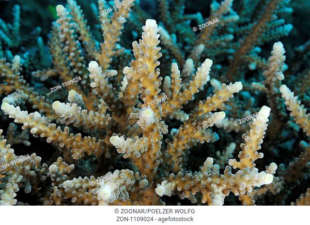 Acropora Sp., Geweihkorallen, Staghorn coral, Bali, Indonesien, Indopazifik, Bali, Indonesia Asien, Indo-Pacific Ocean, Asia