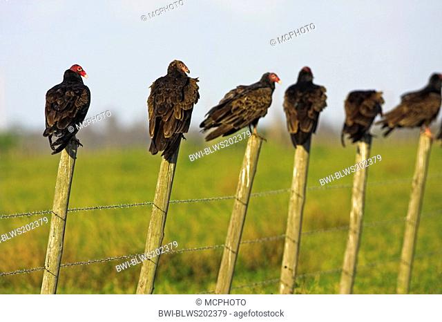 turkey vulture Cathartes aura, group with one American Black Vulture Coragyps atratus, sitting on the posts of a fence, USA, Florida