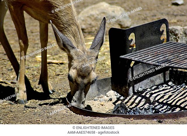 Female Doe Mule Deer (Odocoileus hemionus), foraging for food in fire pit, Dorst Creek campground, Sequoia National Park, California