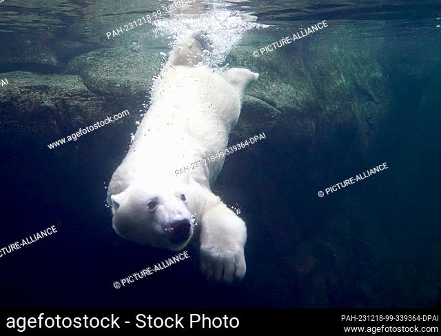 18 December 2023, Hamburg: Polar bear girl Anouk dives in the water in the polar bear enclosure in the Arctic Ocean at Hagenbeck Zoo