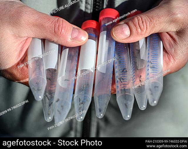 05 March 2021, Brandenburg, Hangelsberg: Mosquitoes are seen in small containers from the Leibniz Centre for Agricultural Landscape Research (ZALF) at the...