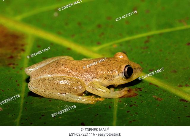 Small yellow tree frog from Boophis family, endemic to Madagascar. Masoala National Park, Maroantsetra, Madagascar wildlife and wilderness