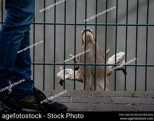 25 January 2020, Hessen, Kronberg: In the Opel Zoo, a deer sticks its head up from its lower enclosure to get something to eat from the young visitors