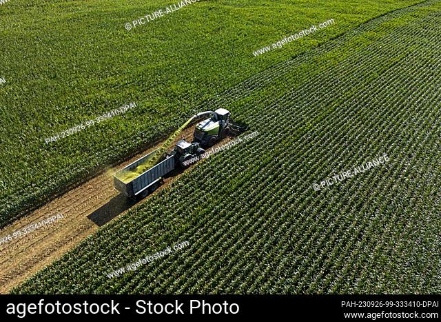 25 September 2023, Bavaria, Stadelhofen: A Jaguar forage harvester from Claas chops corn in a field and transports it to a transport wagon