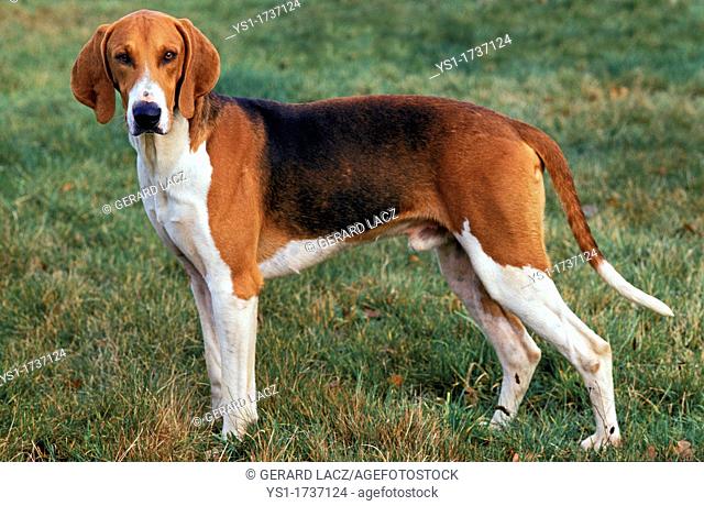 Poitevin Dog, Male standing on Grass