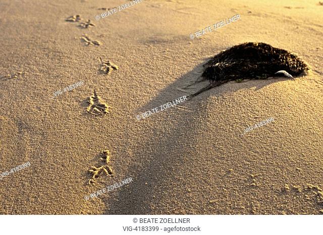Bird tracks in the sand - Sylt, Schleswig-Holstein, Germany, 31/10/2009