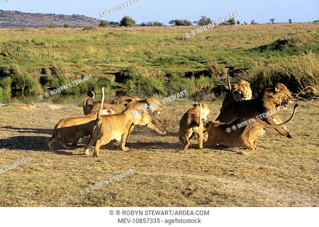 Lion - lionesses attacking male, a potential threat to their cubs. (Panthera leo)
