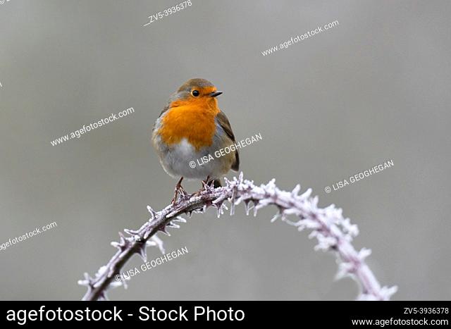 European Robin-Erithacus rubecula perches on a bramble arch covered in hoar frost