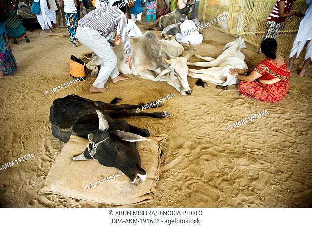 injured sick cow goshala pathmeda godham rajasthan