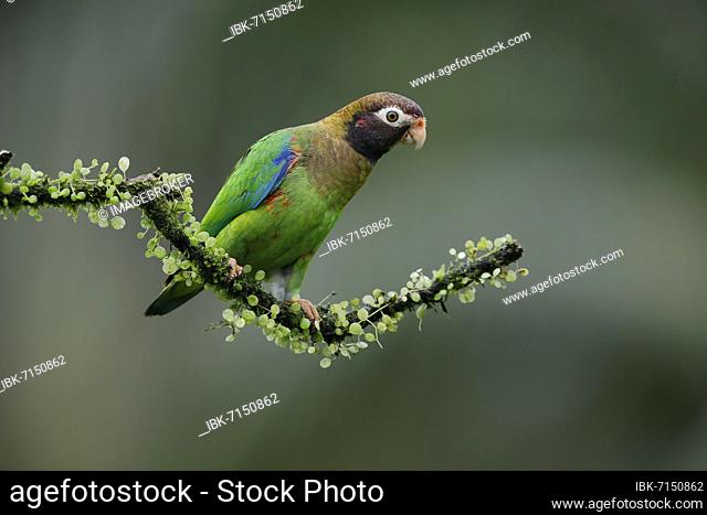 Brown-hooded parrot (Pyrilia haematotis) on branch, Boca Tapada region, Costa Rica, Central America