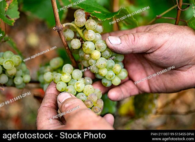 07 October 2021, Baden-Wuerttemberg, Vaihingen an der Enz: A vintner of the Lembergerland Kellerei Rosswag eG shows Riesling grapes in a vineyard