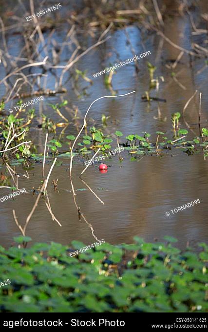 Red fishing bobber floating on the top of swamp water in a patch of clovers