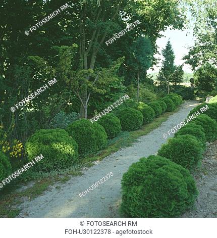 Clipped shrubs on either side of path in large country garden in summer