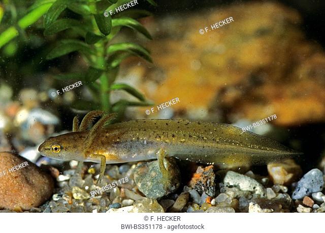 smooth newt (Triturus vulgaris, Lissotriton vulgaris ), larva, Germany
