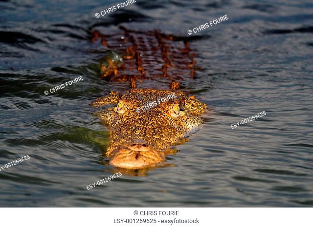 Crocodile floating in the water