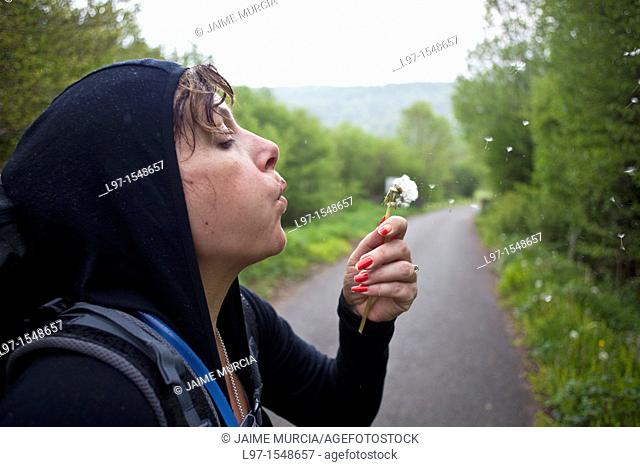 A women blows spores off a flower along the Camino de Santiago