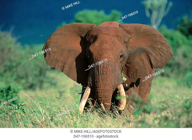 African Elephant (Loxodonta africana). Tsavo National Park. Kenya