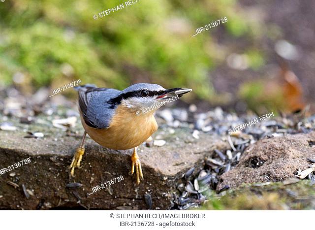 Nuthatch (Sitta europaea) at the feeding site, Bad Sooden-Allendorf, Hesse, Germany, Europe