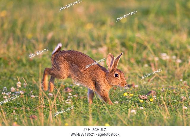 European rabbit (Oryctolagus cuniculus), walking in a meadow, Germany, Schleswig-Holstein