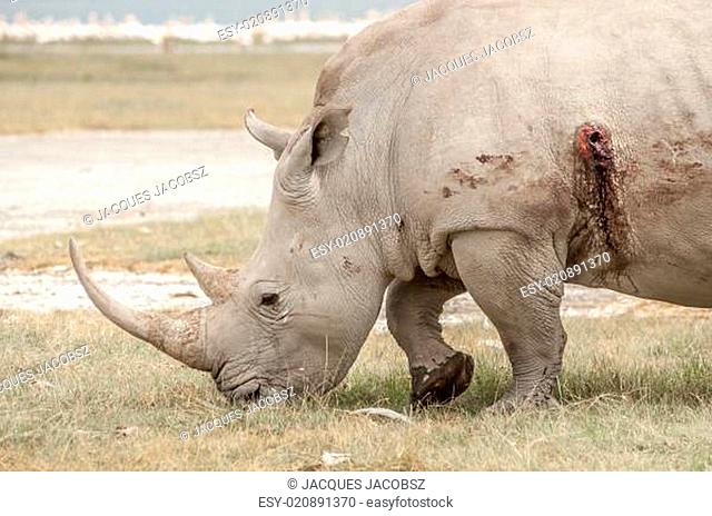 Rhinocores Hunted