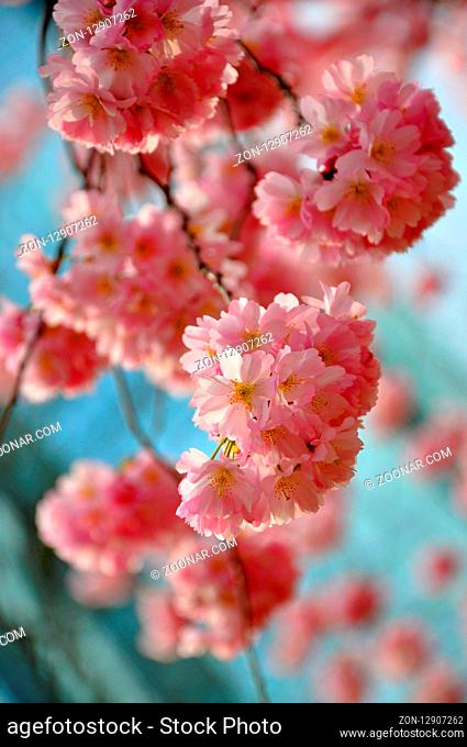 Beautiful pink sakura, japanese cherry on blue sky background