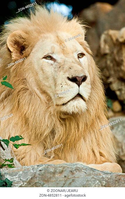 Transvaal lion (Panthera leo krugeri)