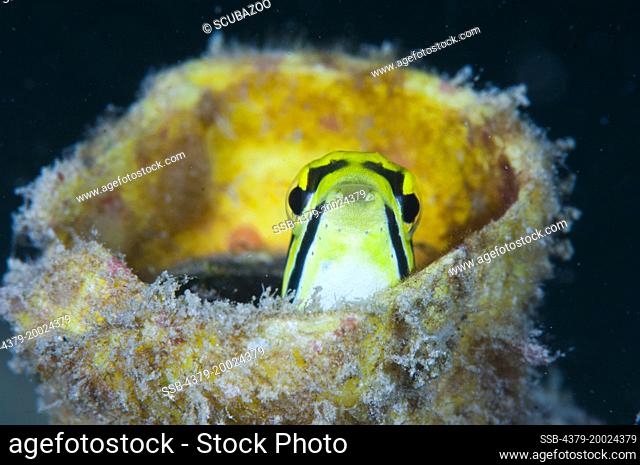 A Striped Fangblenny, Meiacanthus grammistes, hiding inside a tube looking into the camera, with only its head out, Taliabu Island, Sula Islands, Indonesia