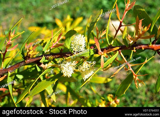 Frog hakea (Hakea nitida) is a shrub endemic to southwestern Australia. Flowers and leaves