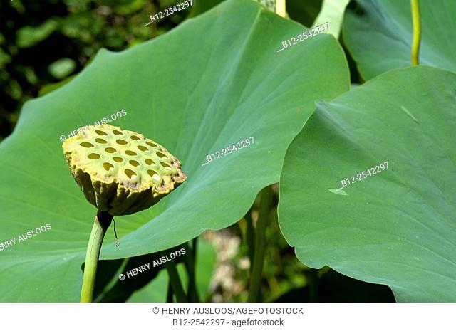 Sacred Lotus - Nelumbo nucifera, France, Thailand