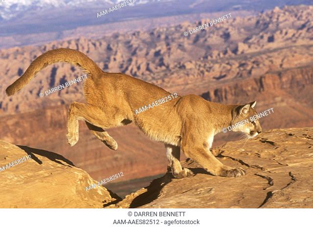 Mountain Lion Running (Felis concolor) Sequence, Moab Area - Utah