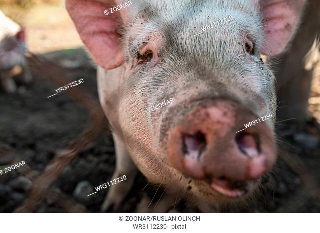 Pig on a pig farm
