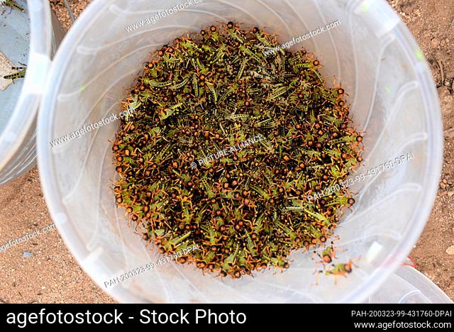 03 March 2020, Kenya, Archers Post: A bucket filled with desert locusts stands in a riverbed in the Samburu region of northern Kenya