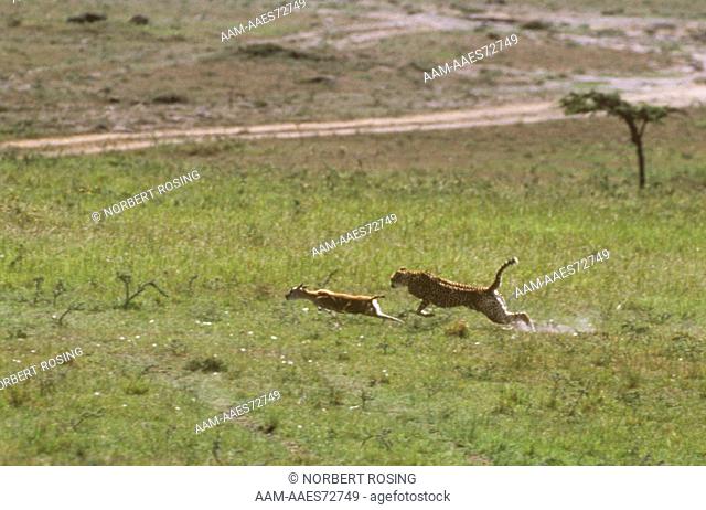 Cheetah (Acinonyx jubatus) hunting Thomson's Gazelle