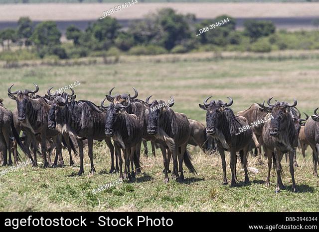 Africa, East Africa, Kenya, Masai Mara National Reserve, National Park, Wildebeest group in the savannah