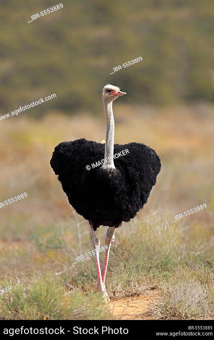 South african ostrich (Struthio camelus australis), adult male, Oudtshoorn, Western Cape, South Africa, Africa