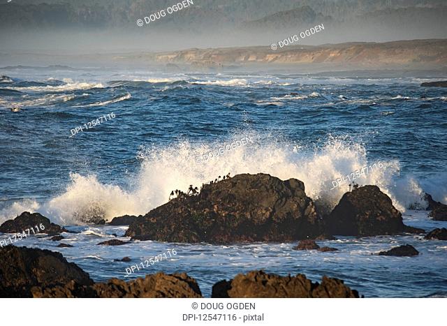 Waves crashing of rocks covered with Sea Palms at Laguna Point, MacKerricher State Park and Marine Conservation Area near Cleone in Northern California; Cleone