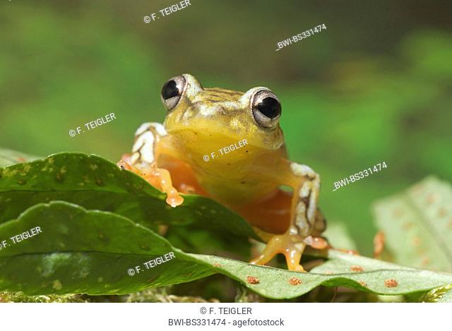 Reed Frog (Hyperolius spec.), on a leaf