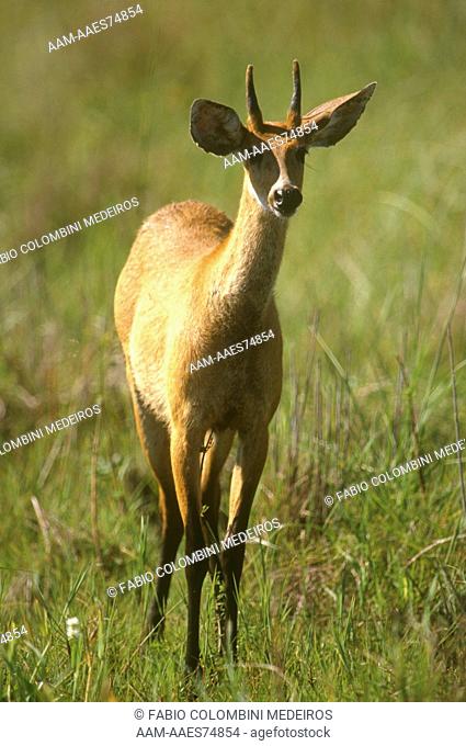 Swamp Deer (Blastocerus dichotomus), Pantanal, Brazil
