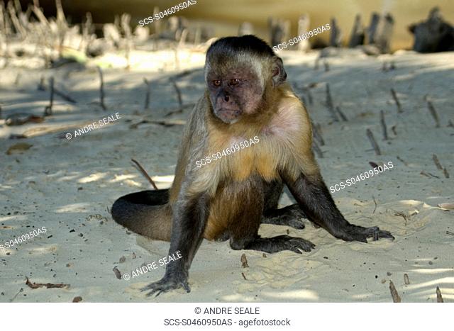 Tufted capuchin, Cebus apella, Preguicas river, Maranhão, Brazil