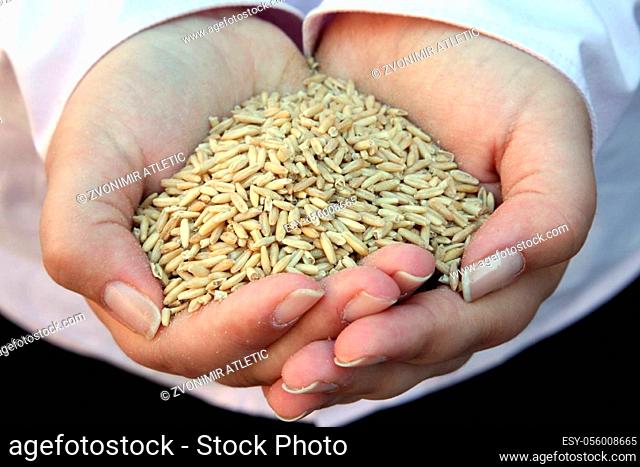Wheat in woman's hand