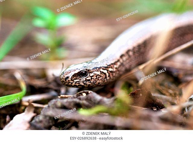 Slow Worm or Blind Worm, Anguis fragilis. Slow Worm lizards are often mistaken for snakes. His food is generally pest insects. Focus to eye