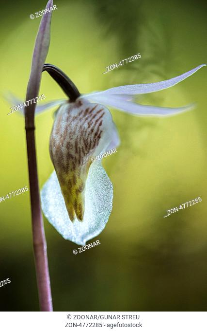 Calypso orchid (Calypso bullosa), Lapland, Sweden