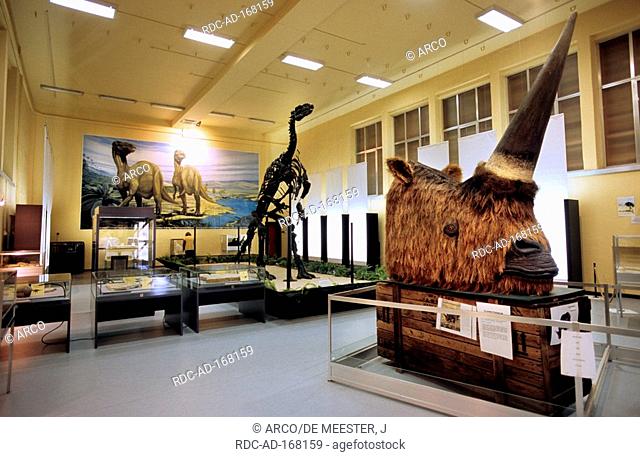 Skeleton of dinosaur, museum of natural sciences, Bernissart, Wallonia, Belgium