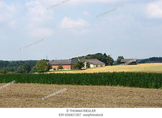 wheat, corn, maize, field, summer, straw, harvest time, harvest