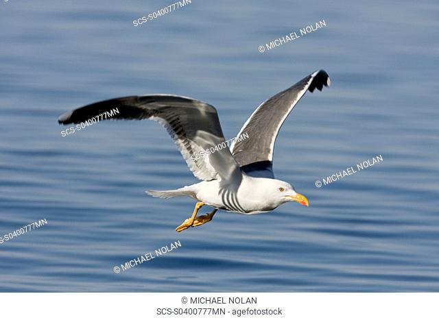 Yellow-footed Gull Larus livens in the Gulf of California Sea of Cortez, Mexico This species is enedemic to only the Gulf of California