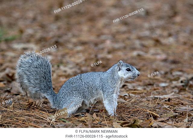 Delmarva Fox Squirrel Sciurus niger cinereus endangered subspecies, adult, standing on ground, Chincoteague N W R , Virginia, U S A