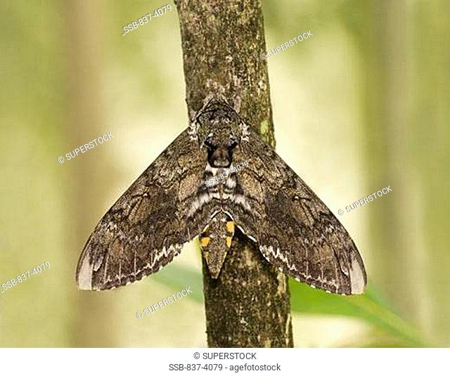 Tobacco Hornworm moth Manduca sexta perching on a tree trunk