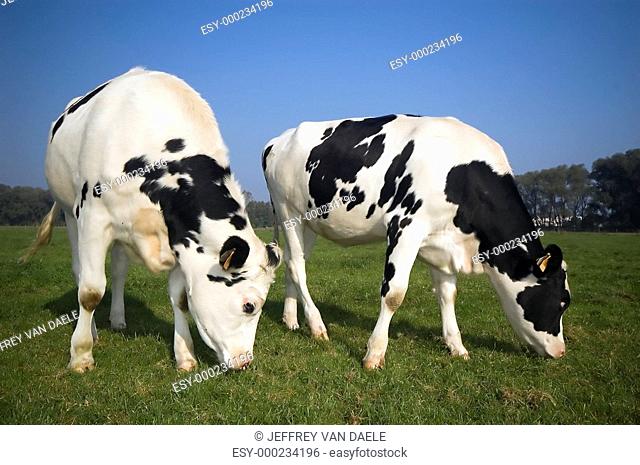 two flemish cows in the field
