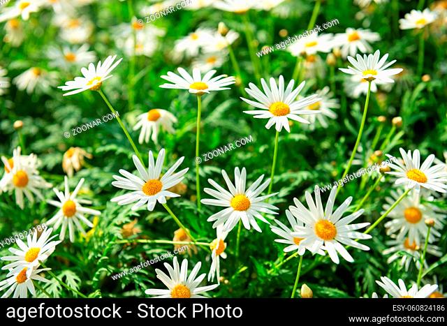 Green field with many white flowers of Matricaria plants