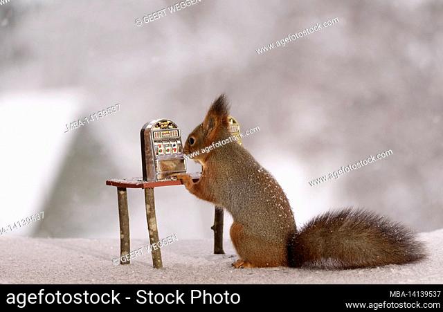 red squirrel is holding a slot machine
